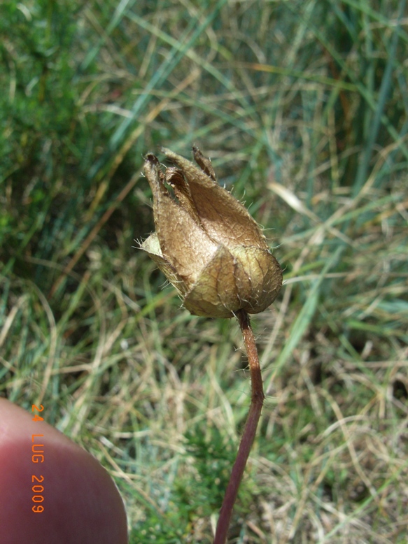 Malope malacoides /  Malope